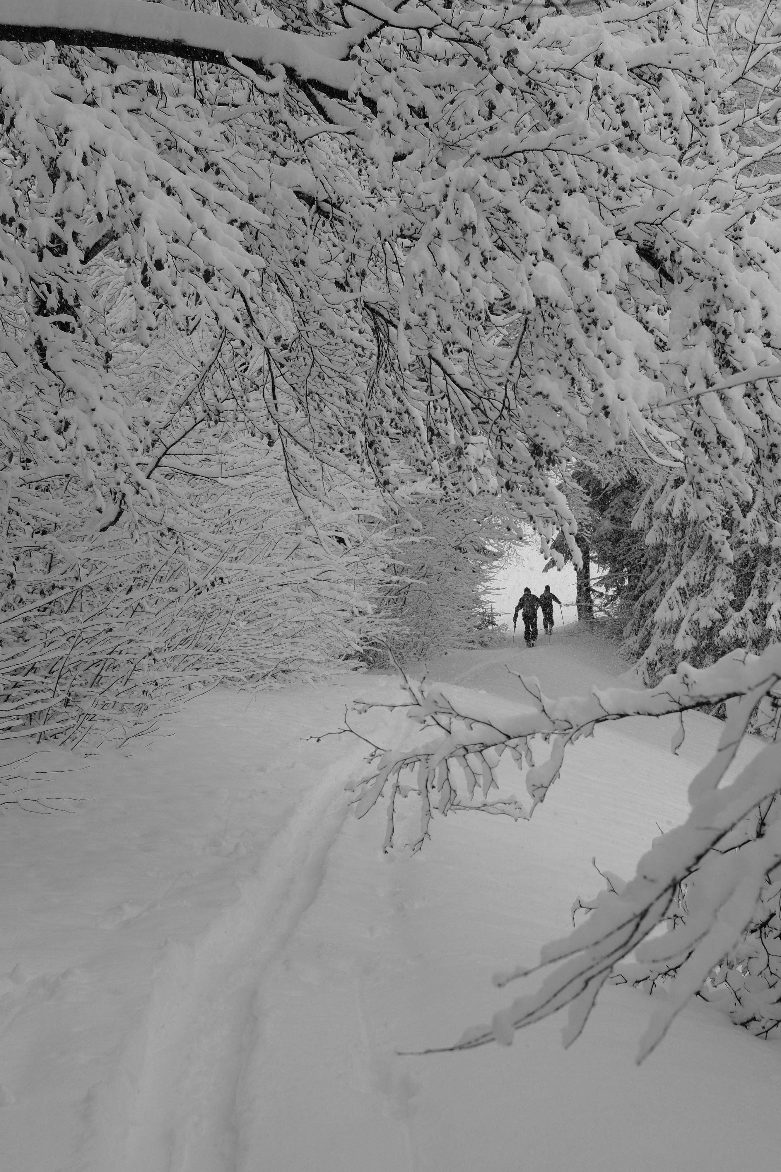 Winter auf dem Althörnli