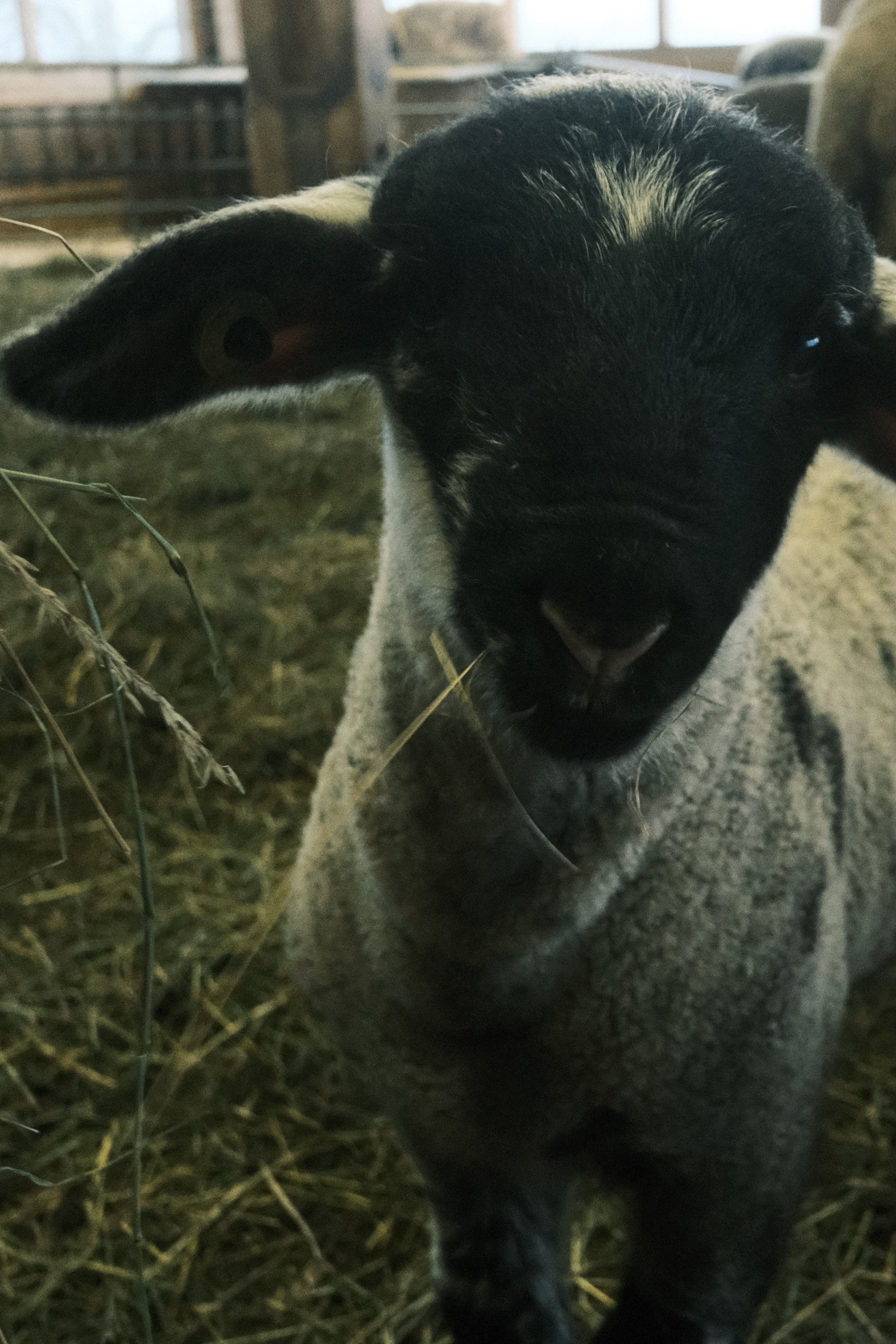 Newborn – Lamm auf dem Althörnli