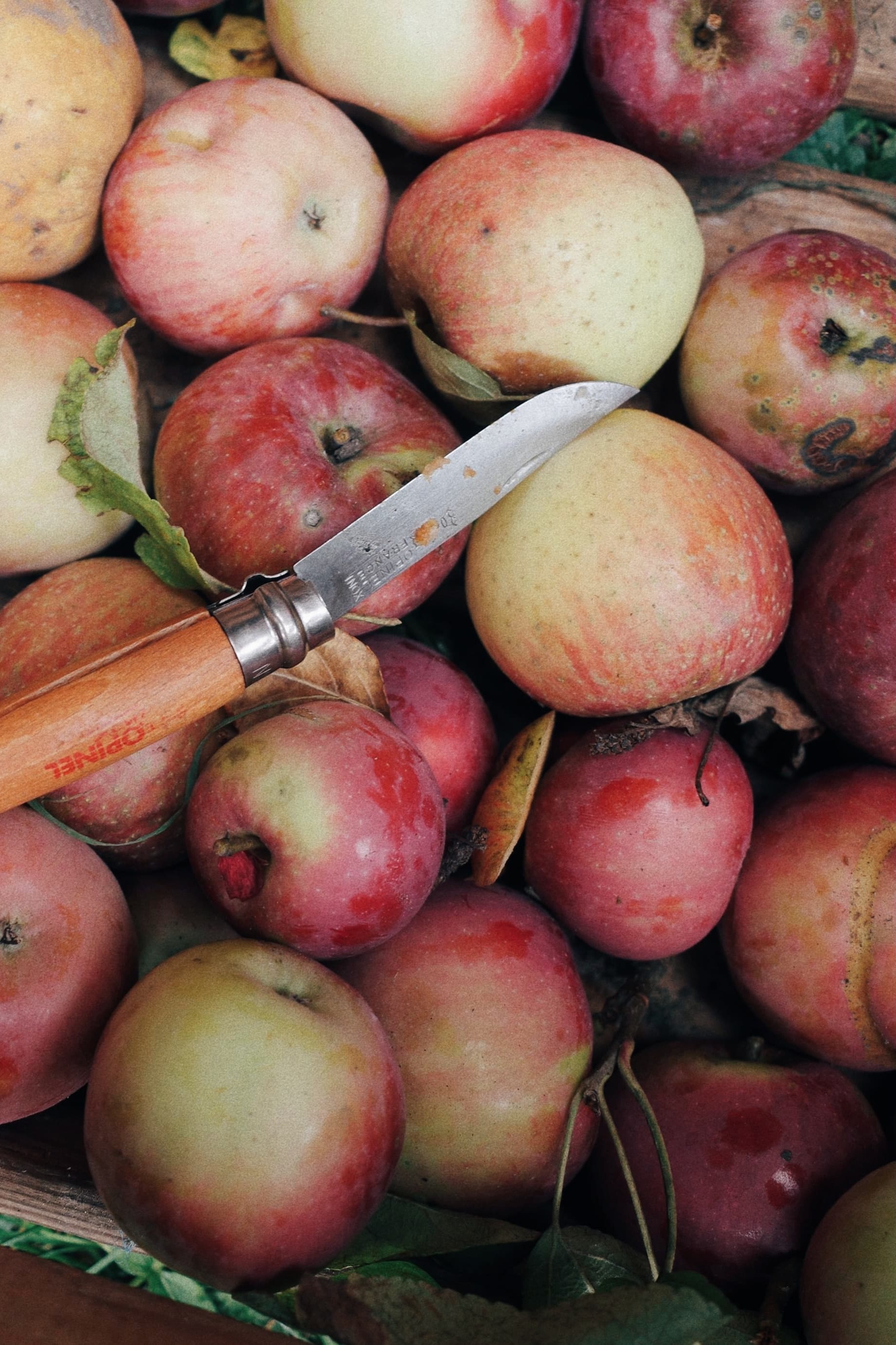 Obsterntezeit – Äpfel vom Althörnli