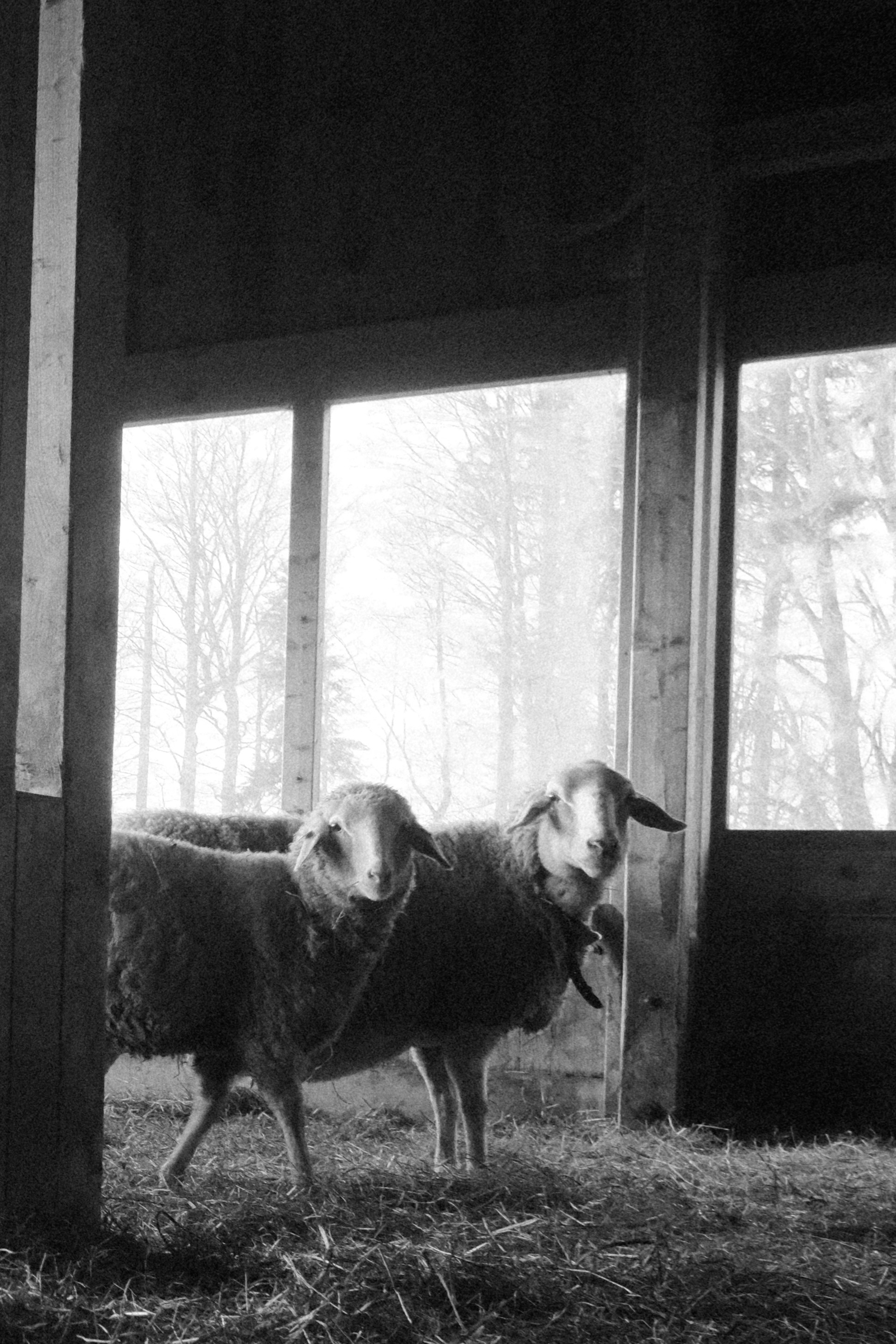 Winterdomizil Stall – Schafe auf dem Althörnli